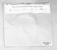 Image of Scytinium subtile